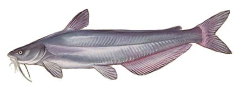 Blue Catfish species profile illustration for Tennessee River fishing