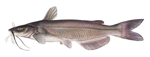 Channel Catfish side view illustration for Pickwick Lake anglers
