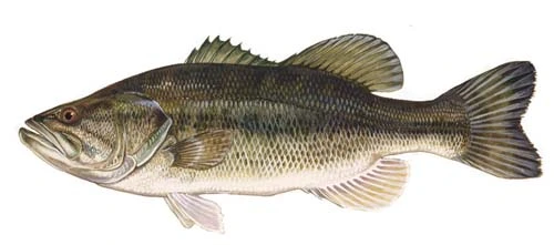 Largemouth Bass illustration for Pickwick Lake tournament fishing guide