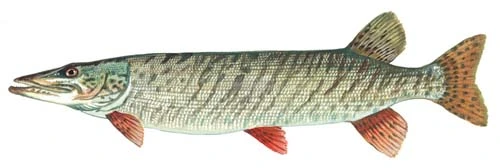 Muskellunge or Musky fish illustration for freshwater species guide