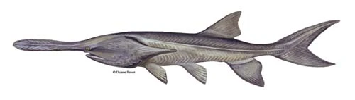 American Paddlefish unique snout illustration for river species identification