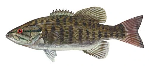 Smallmouth Bass fish art highlighting trophy fishing in Pickwick Lake