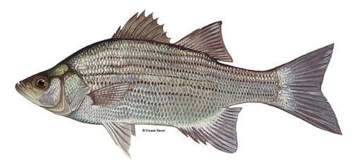 Scientific drawing of a White Bass for Pickwick Lake seasonal fishing guide